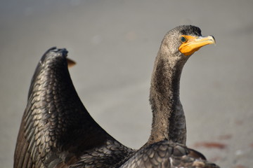 Bird drying feathers 