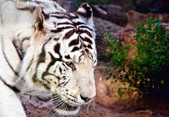 Close-up portrait of a white tiger.