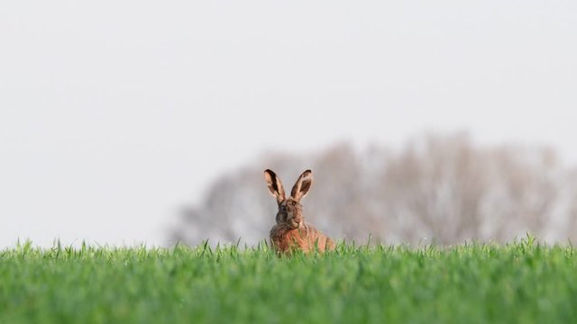 Brown hare sitting in the field and look,  spring (lepus capensis), germany