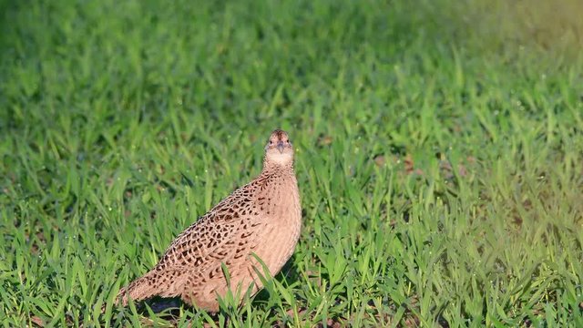 Pheasant female standing in the field and look, spring, (phasianus colchicus), germany
