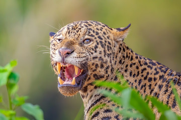 A very angry Jaguar roars at the camera man