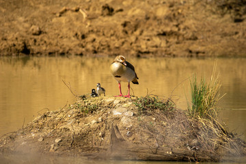 egyptian geese