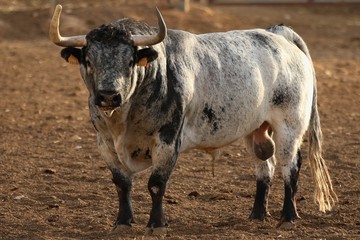 Bull in spain in the green field