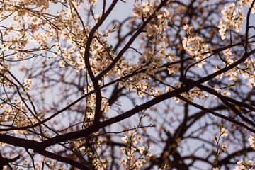 Fototapeta na wymiar The branches of a blossoming tree. Cherry tree in white flowers. Blurring background. Evening