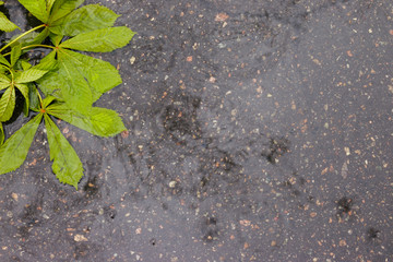 Rain on asphalt or tarmac road creating ripples and chestnut leaves, high contrast during spring. Background texture
