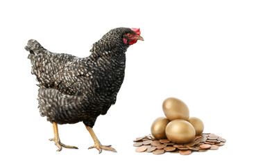 Chicken, golden eggs and coins on white background