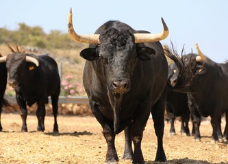 Bull in spain in the green field