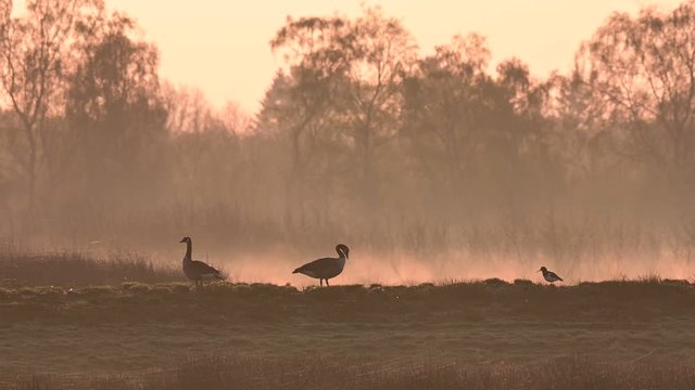 Canada goose couple standing in the foggy moor with oystercatcher at sunrise, spring,  (branta canadensis), germany
