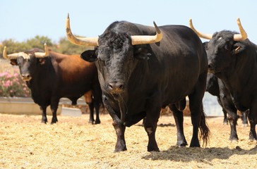Bull in spain in the green field