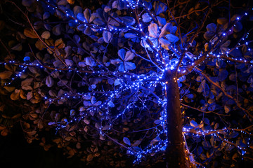 Glowing blue lanterns hang on trees in nature