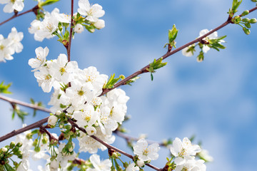 Spring Background. Branch of Cherry Flowers