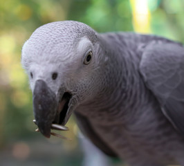 A parrot eats a seed in the park.