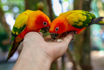 Two parrots eat sunflower seeds from the hands of a man in the park.