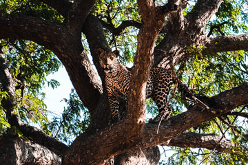 Fototapeta na wymiar Leopard auf der Lauer - Afrika 