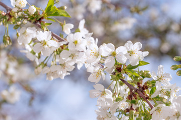 Fototapeta premium Spring White Flowers Blossom