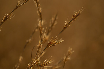 Obraz premium grass