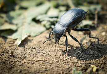 close up of a big black bug on ground