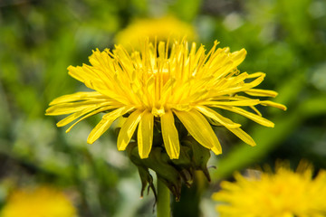 Yellow dandelion flower green background closeup