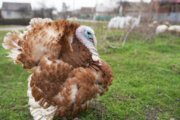 Turkey breeding farm. Home turkeys graze in the meadow. A flock of turkeys on a farm.