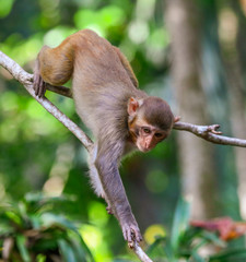 Little monkey on a tree in the park
