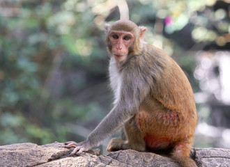 Portrait of a monkey in the park