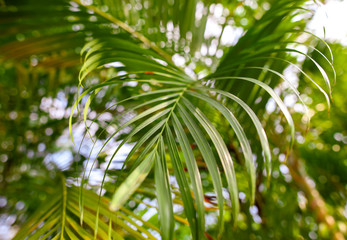 Obraz na płótnie Canvas Leaves of palm trees in the park