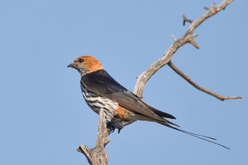 robin perched on a branch