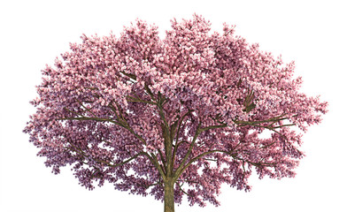 Fototapeta premium Japanese sakura flower, full blooming pink cherry blossoms tree isolated on white background.