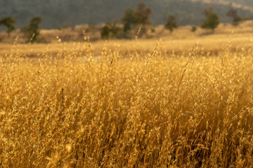 golden grass field in autumn