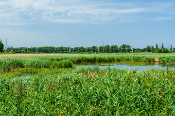 View on small lake at summer