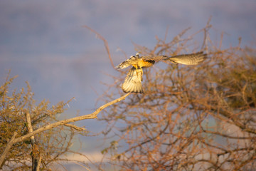 kestrel in flight