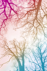 Close up photo of trees against a multicolored abstract background