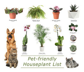 List of pet-friendly houseplants on white background