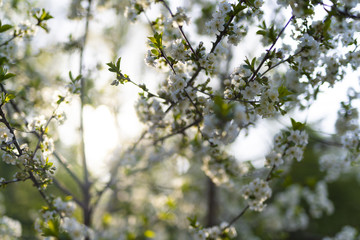 White flowering blossom background of British spring growth