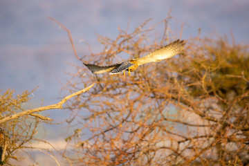 greater kestrel in flight