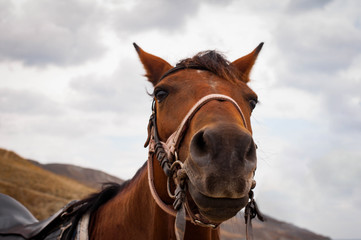 muzzle of a horse in a bridle against the background of mountains. Close-up shooting plan