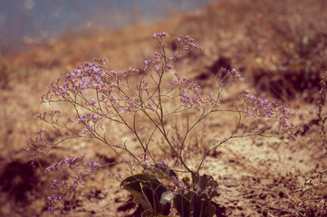 beautiful scenery. dry mountain purple flowers