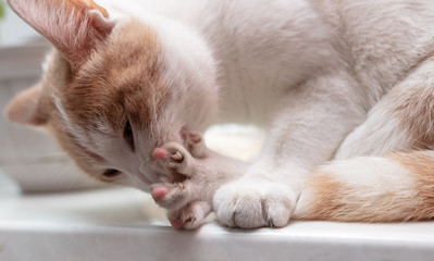 The cat licks the wool with its tongue.