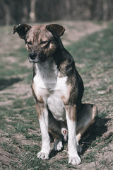 Sad dog. Homeless dog. A sad dog is sitting on the ground. Dog in the nature. Homeless doggy with a mark on the ear. Sad look of a doggie. Lonely doggy.