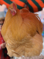 hahn auf einem markt