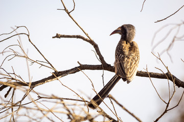 grey billed hornbill