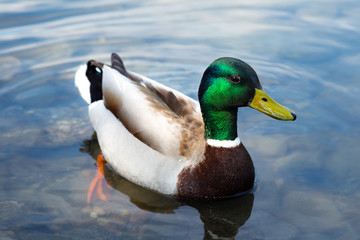 Closeup of male mallard swimming in the water - Anas platyrhynchos