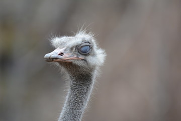 close up of an ostrich