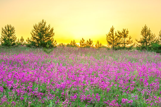 amazing spring landscape with flowering purple flowers in meadow © yanikap