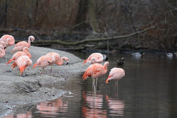 pink flamingos in the lake