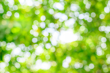 Obraz premium Green heptagon bokeh abstract background. Blurred green leaves of big tree with sunlight.
