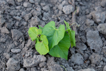 A beanstalk sprouts in the garden. Horticulture.