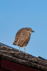 A young bird perched on a rooftop with a blue sky behind