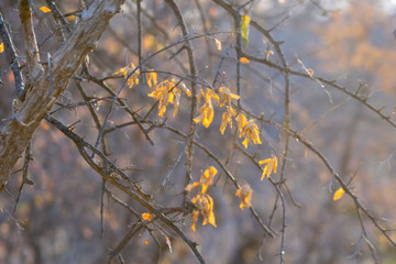 autumn leaves in the wind