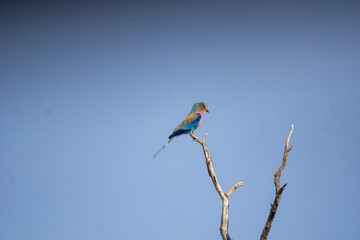 lilac breasted roller